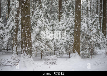 Stille kühl Winer Wald mit Schnee bedeckt Stockfoto