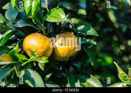 Zwei Orangen auf Ast mit grünen Blättern Stockfoto