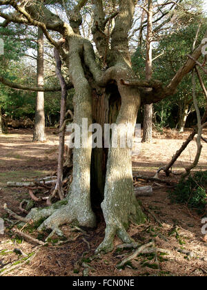 Baum mit Split, Stamm, New Forest, UK Stockfoto