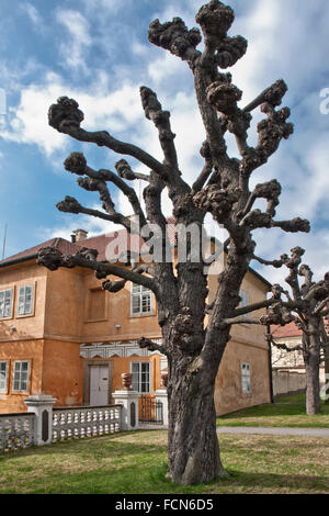 Die Prager Burg. Royal Garden im Frühjahr. Rosskastanie Baum. Stockfoto