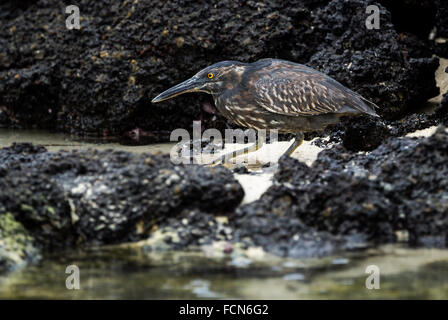 Galapagos Lava Reiher Butorides Sundevalli Genovesa Island Galapagosinseln Ecuador Stockfoto