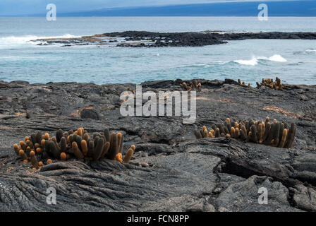 Lava Cactus Brachycereus Nesioticus Punta Espinosa Fernandina Insel Galapagosinseln Ecuador Stockfoto