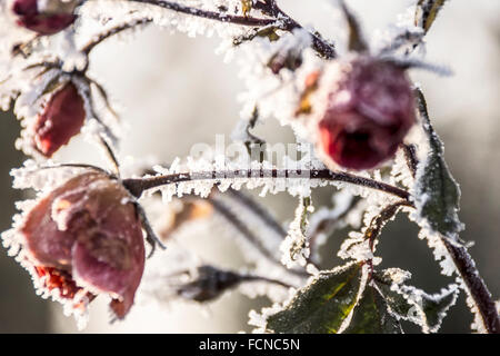Rote rose mit Frost bedeckt Stockfoto