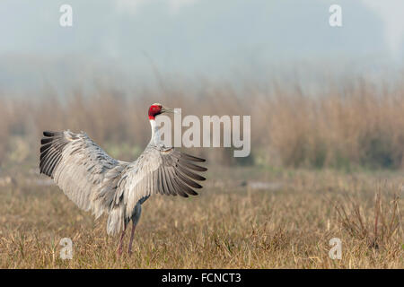 Stilicho Kraniche (Grus Antigone) anzeigen in Keoladeo National Park, Bharatpur, Rajasthan, Indien. Stockfoto