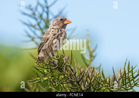 Weibliche Medium Boden Finch, Geospiza fortis, Isla Isabela, Galapagos-Inseln, Ecuador Stockfoto