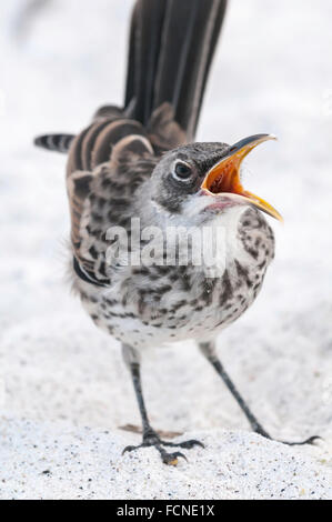 Hood Spottdrossel (Espanola Mockingbird), Mimus Macdonaldi (zählt Macdonaldi), Isla Espanola (Haube), Galapagos, Ecuador Stockfoto