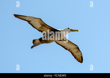 Winkte Albatross Phoebastria Irrorata Punta Suarez Espanola Insel Galapagosinseln Ecuador Stockfoto