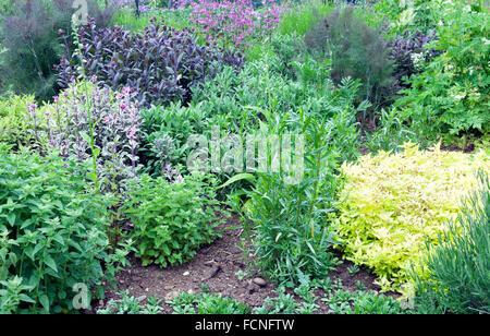 Kräutergarten mit lila Salbei, Thymian, Rosmarin, Lavendel, Fenchel und rosa Blumen, Bio-Lebensmittel im Öko-Zuteilung Stockfoto