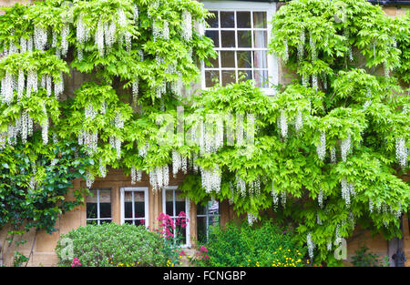 Blüte weiß Glyzinie rund um Windows im charmanten englischen Landhaus aus Stein Stockfoto