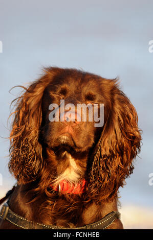 Haushund, arbeiten Cocker Spaniel Typ, fotografiert in Aldeburgh, Suffolk, England, Dezember 2015 Stockfoto