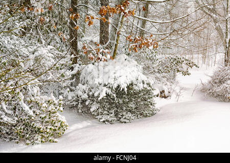 Chappaqua, New York, USA. 23. Januar 2016. Die erste Blizzard 2016 schlägt Chappaqua New Yorker Vorort Westchester County mit Windböen Whiteout Bedingungen zu schaffen und bis 20 Zoll Schnee Prognose vor dem Schneesturm prügelten die Ostküste landet. Bildnachweis: 2016 Marianne Campolongo/Alamy Live-Nachrichten Stockfoto