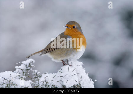 Rotkehlchen (Erithacus Rubecula) thront im tief verschneiten Ginster Busch (Ulex Europaeus), Bentley, Suffolk, Januar 2010 Stockfoto