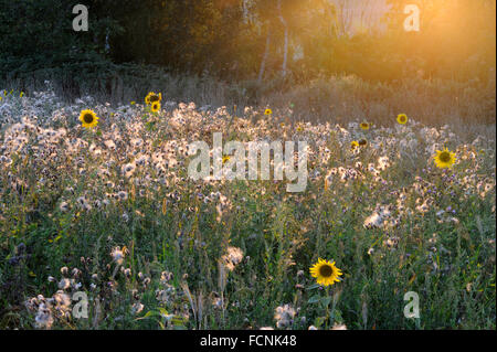 Sonnenblume (Helianthus Annuus) und Distel Seedheads (Creeping Thistle, Cirsium Arvense) wächst in beiseite Feld in der Nähe von Holbrook Stockfoto