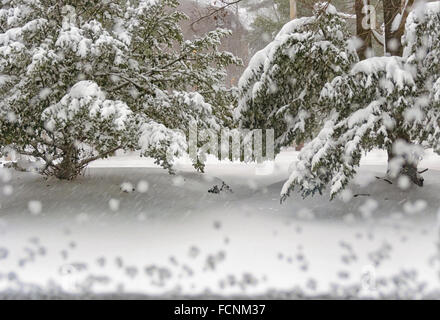 Chappaqua, New York, USA. 23. Januar 2016. Schnee durch eine Sturmtür gesehen, da die erste Blizzard 2016 weiterhin Schnee auf dem Nordosten im New Yorker Vorort Chappaqua im Westchester County mit Windböen Whiteout Bedingungen schaffen dump und auf 20 Zoll Schnee Prognose vor dem Schneesturm prügelten die Ostküste landet. Bildnachweis: 2016 Marianne Campolongo/Alamy Live-Nachrichten Stockfoto