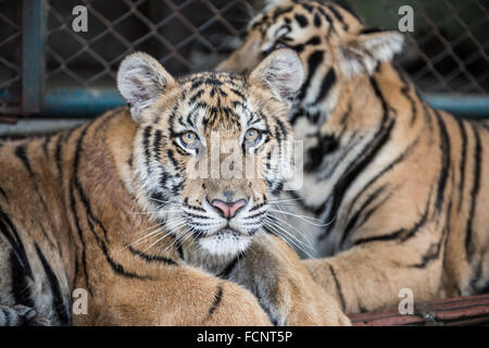 Bild von Tigern in Chiang Mai Stockfoto