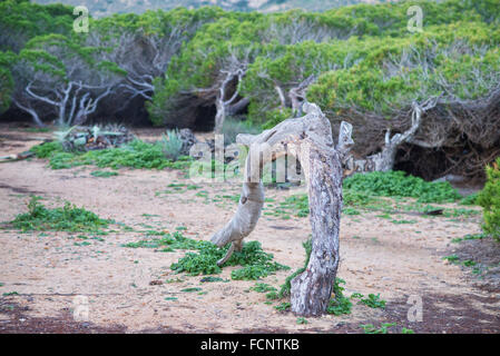 Windgepeitschte Kiefern auf mediterrane Küstendünen Stockfoto