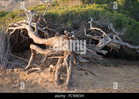Windgepeitschte Kiefern auf mediterrane Küstendünen Stockfoto