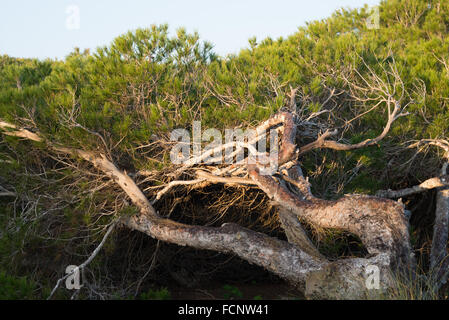Windgepeitschte Kiefern auf mediterrane Küstendünen Stockfoto