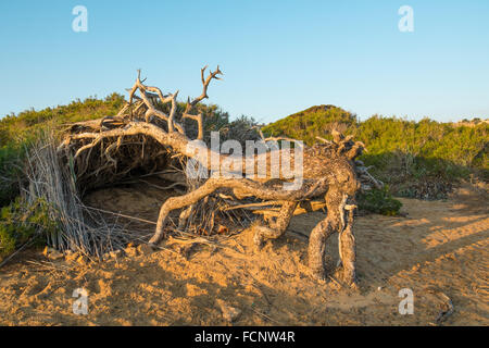 Windgepeitschte Kiefern auf mediterrane Küstendünen Stockfoto