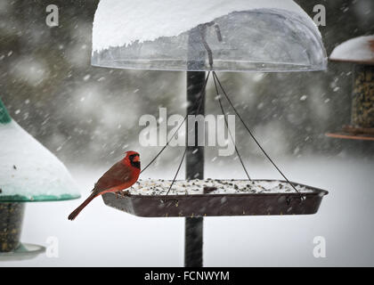 Merrick, New York, USA. 23. Januar 2016. Reisen ist für die Vögel nur, wenn Blizzard Jonas gefährliche Schnee bringt und Wind auf Long Island und Gouverneur Cuomo Böen Verbote Reisen, Herunterfahren L.I. von Straßen und Eisenbahnen, aufgrund der gefährlichen Bedingungen. Eine rote männliche Kardinal isst Samen aus einer hängenden Plattform Vogelhäuschen in einem Vorort Hinterhof, wie der Winter Sturm 2016 bereits über einen Fuß des Schnees auf dem Südufer Merrick, mit viel mehr Schnee erwartet im ganzen Samstag und Sonntag früh abgeworfen. © Ann Parry/ZUMA Draht/Alamy Live-Nachrichten Stockfoto