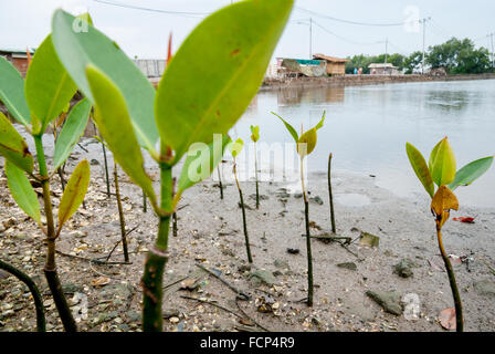 Junge Mangrovenbäume im Küstendorf Marunda, Cilincing, North Jakarta, Jakarta, Indonesien. Stockfoto