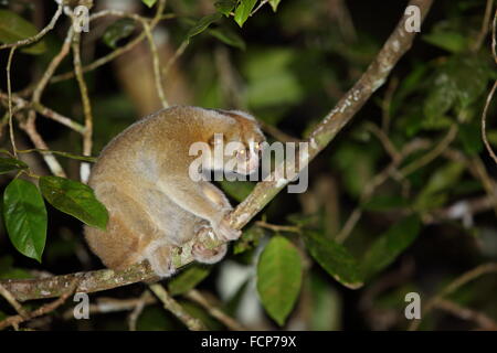 Sunda Slow Loris (Nycticebus Coucang) in Thailand Stockfoto