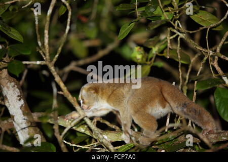 Sunda Slow Loris (Nycticebus Coucang) in Thailand Stockfoto