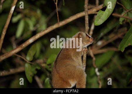 Sunda Slow Loris (Nycticebus Coucang) in Thailand Stockfoto