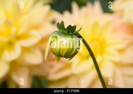 Gelbe Dahlie Knospe. Stockfoto
