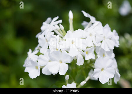 Phlox Paniculata "Mount Fuji" Blumen. Stockfoto