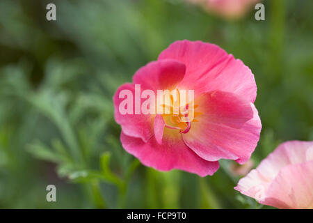 Eschscholzia californica. Kalifornischer Mohn Blumen. Stockfoto