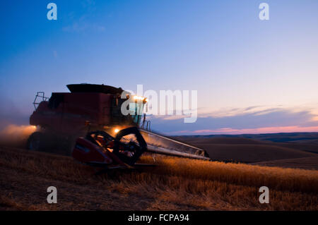 Case Mähdrescher erntet Weizen auf den Hügeln der Palouse Region Washington bei Sonnenuntergang Stockfoto