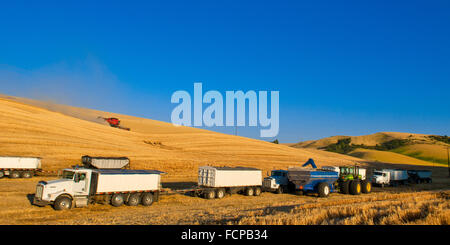 Ein Traktor Getreide Wagen gezogen wird Weizen zu einem Korn-LKW während der Ernte in der Palouse Region Washington Stockfoto