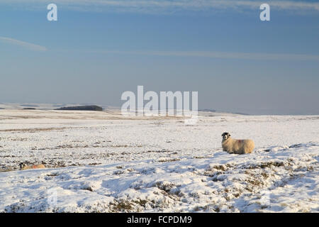 Schafe auf einer verschneiten Northumberland moor Stockfoto