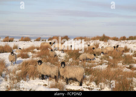 Swaledale Mutterschafe in Northumberland Schnee Stockfoto