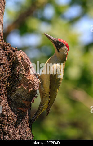 Grünspecht (Picus Viridis) Stockfoto