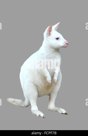 Albino-Wallaby isoliert auf weißem Hintergrund Stockfoto