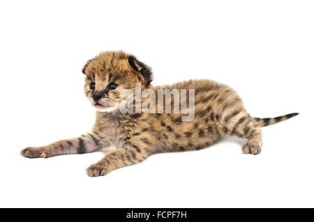 Baby-Serval isoliert auf weißem Hintergrund Stockfoto