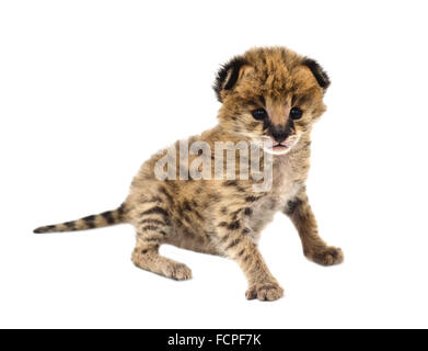 Baby-Serval isoliert auf weißem Hintergrund Stockfoto