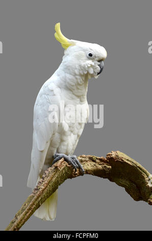 Schwefel-crested Cockatoo isoliert auf grauem Hintergrund Stockfoto