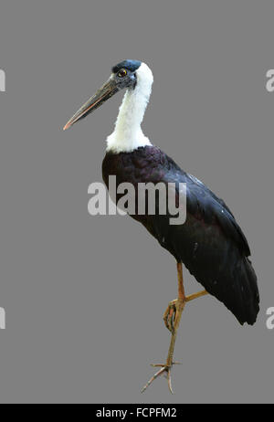 Weiß-necked Storch oder Woolly-necked Storch auf grauem Hintergrund isoliert Stockfoto
