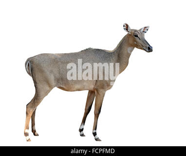 weibliche Nilgai oder Blue Bull isoliert auf weißem Hintergrund Stockfoto