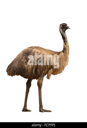 Eine australische Emu auf weißem Hintergrund Stockfoto