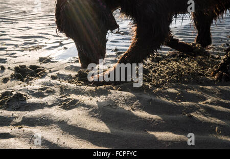 Brown Springer Spaniel Hund graben ein Loch in den Sand am Strand bei Sonnenuntergang. Stockfoto