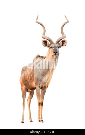 männliche große Kudu isoliert auf weißem Hintergrund Stockfoto