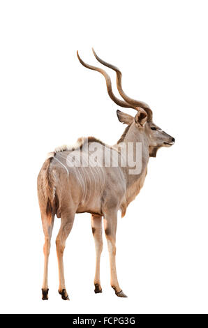 männliche große Kudu isoliert auf weißem Hintergrund Stockfoto