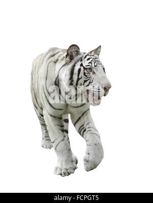 weißen Königstiger isoliert auf weißem Hintergrund Stockfoto