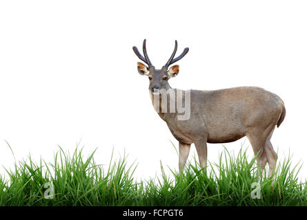 Sanbar Hirsch mit grünen Rasen isoliert Stockfoto