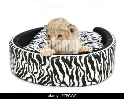 Löwenbaby liegen auf der Matratze isoliert auf weißem Hintergrund Stockfoto