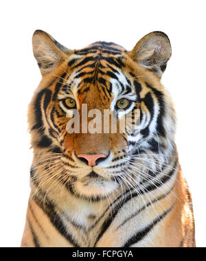 Tigerkopf isoliert auf weißem Hintergrund Stockfoto